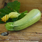 Grey Zucchini