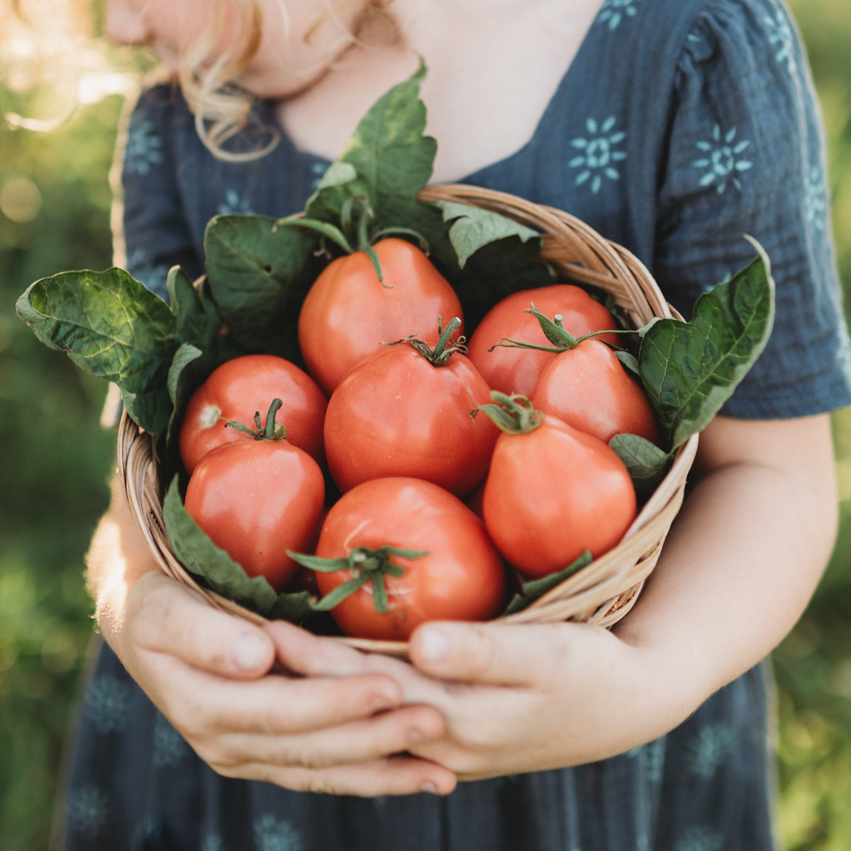 Grushovka Siberian Plum Tomato