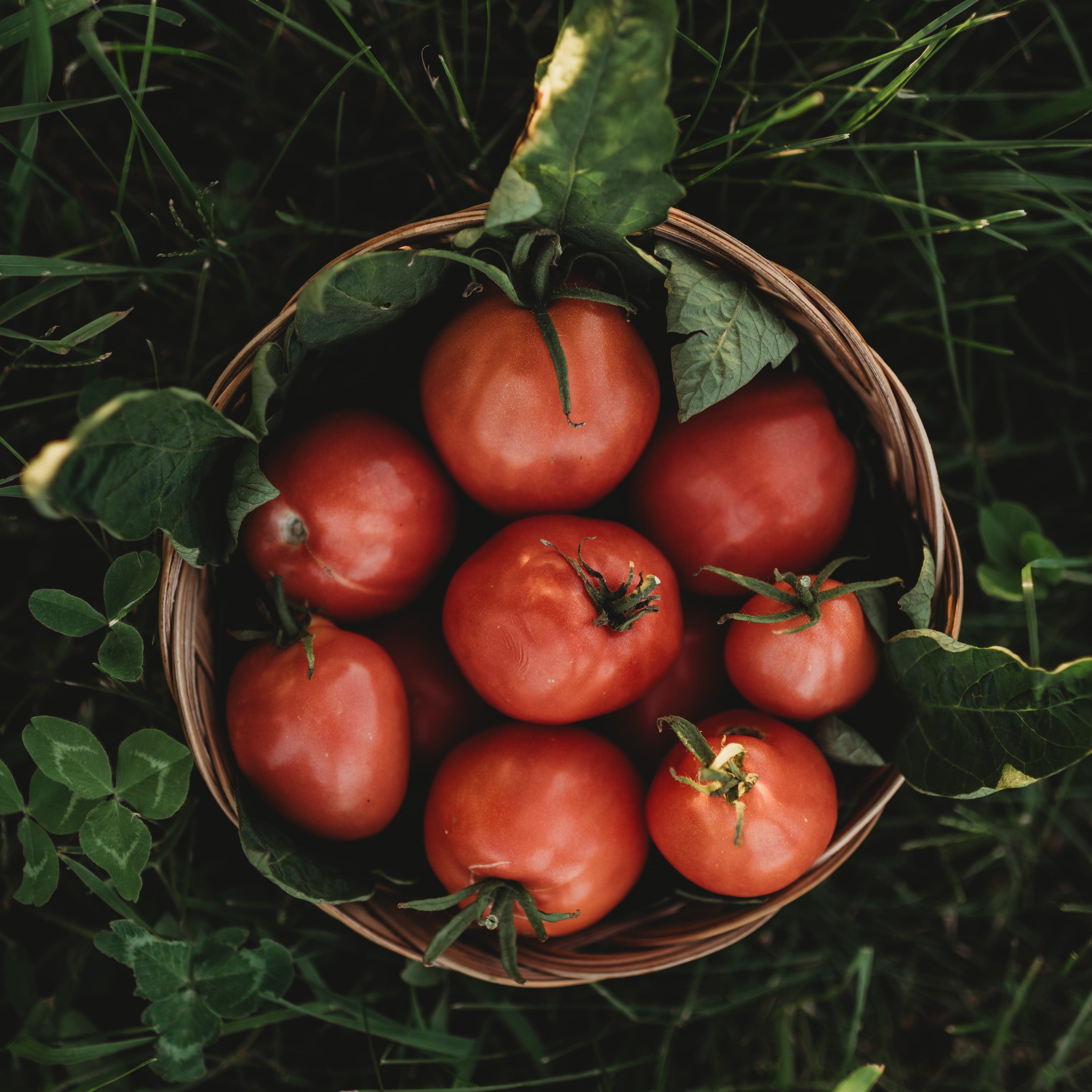 Grushovka Siberian Plum Tomato Seeds