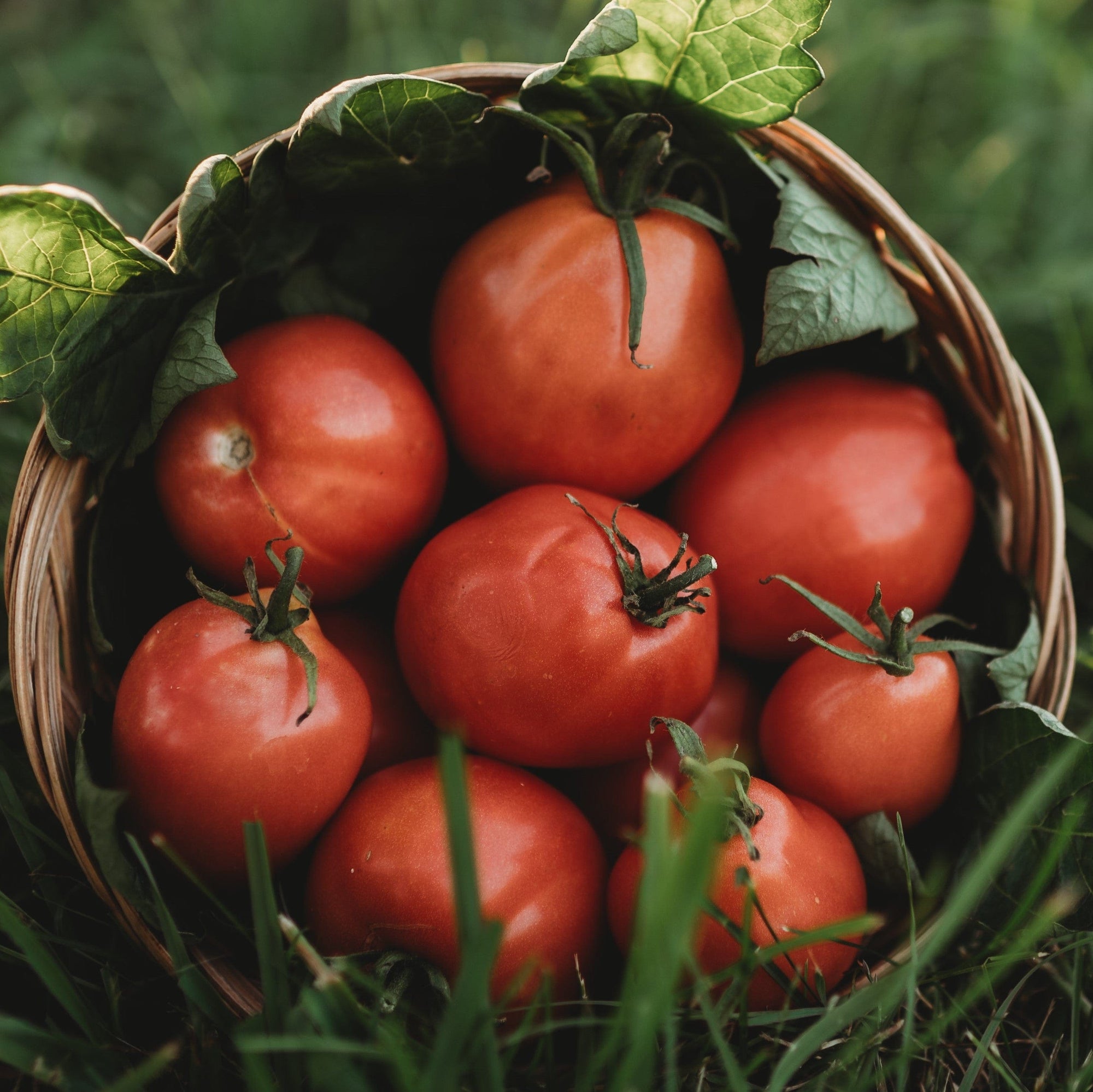 Grushovka Siberian Plum Tomato