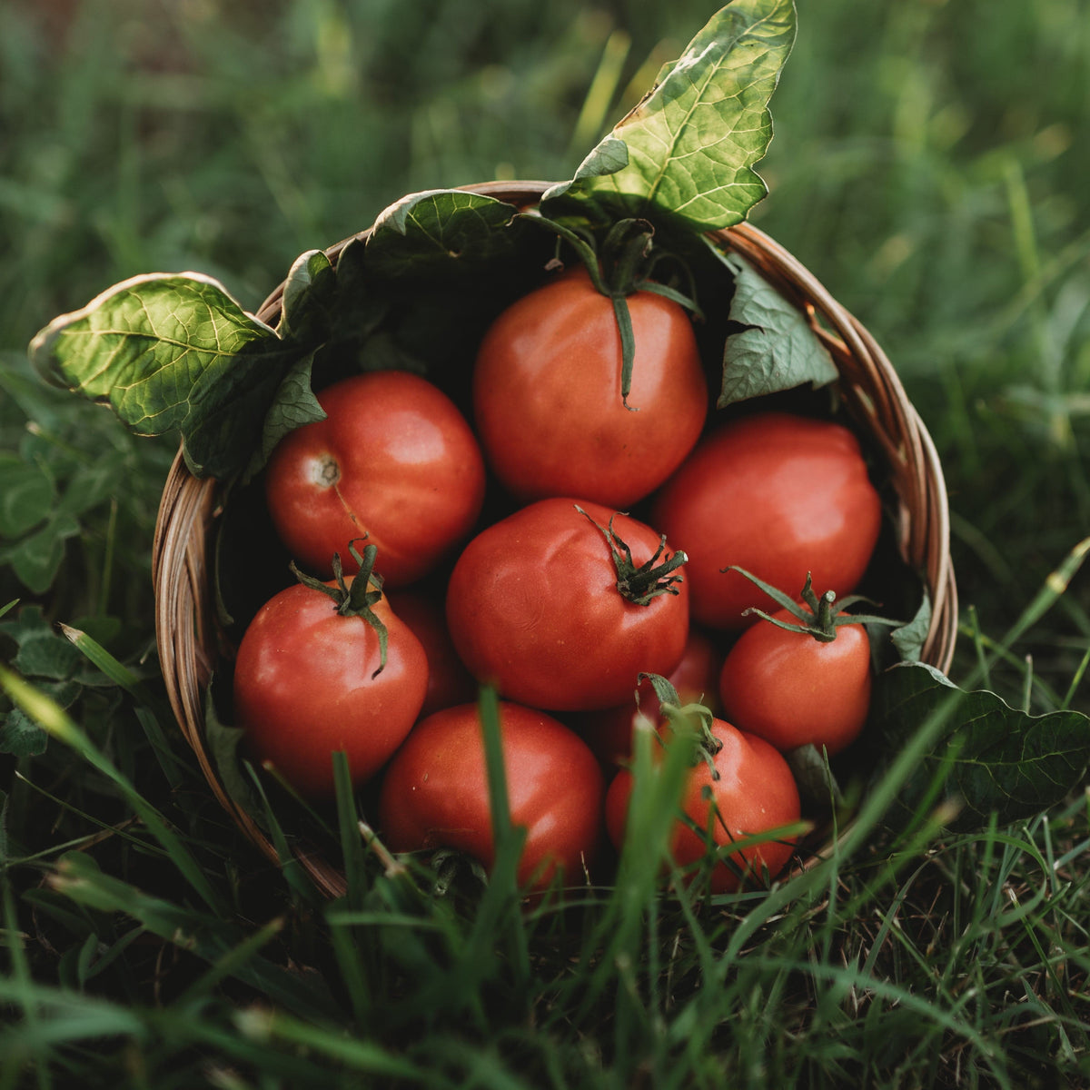 Grushovka Siberian Plum Tomato