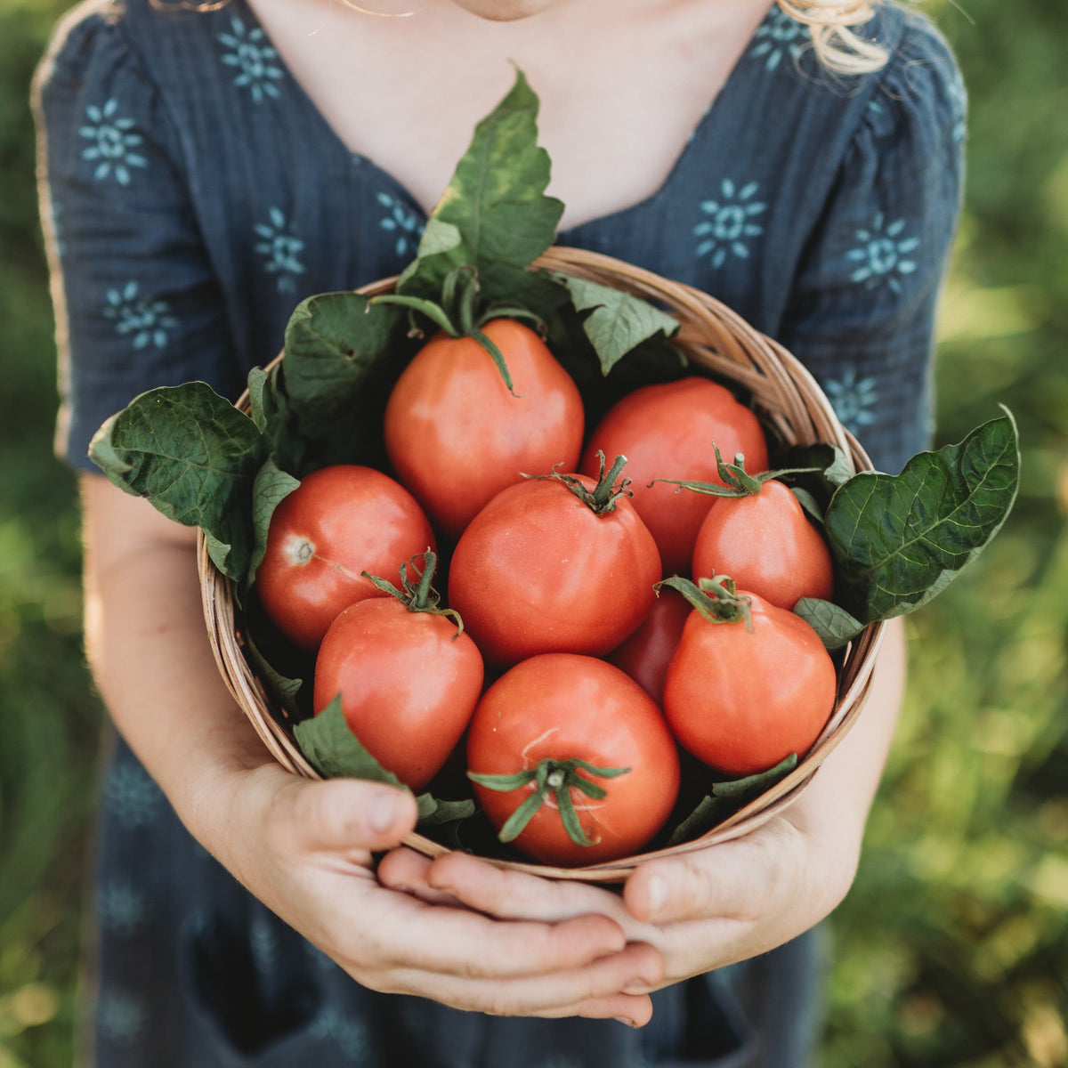 Grushovka Siberian Plum Tomato