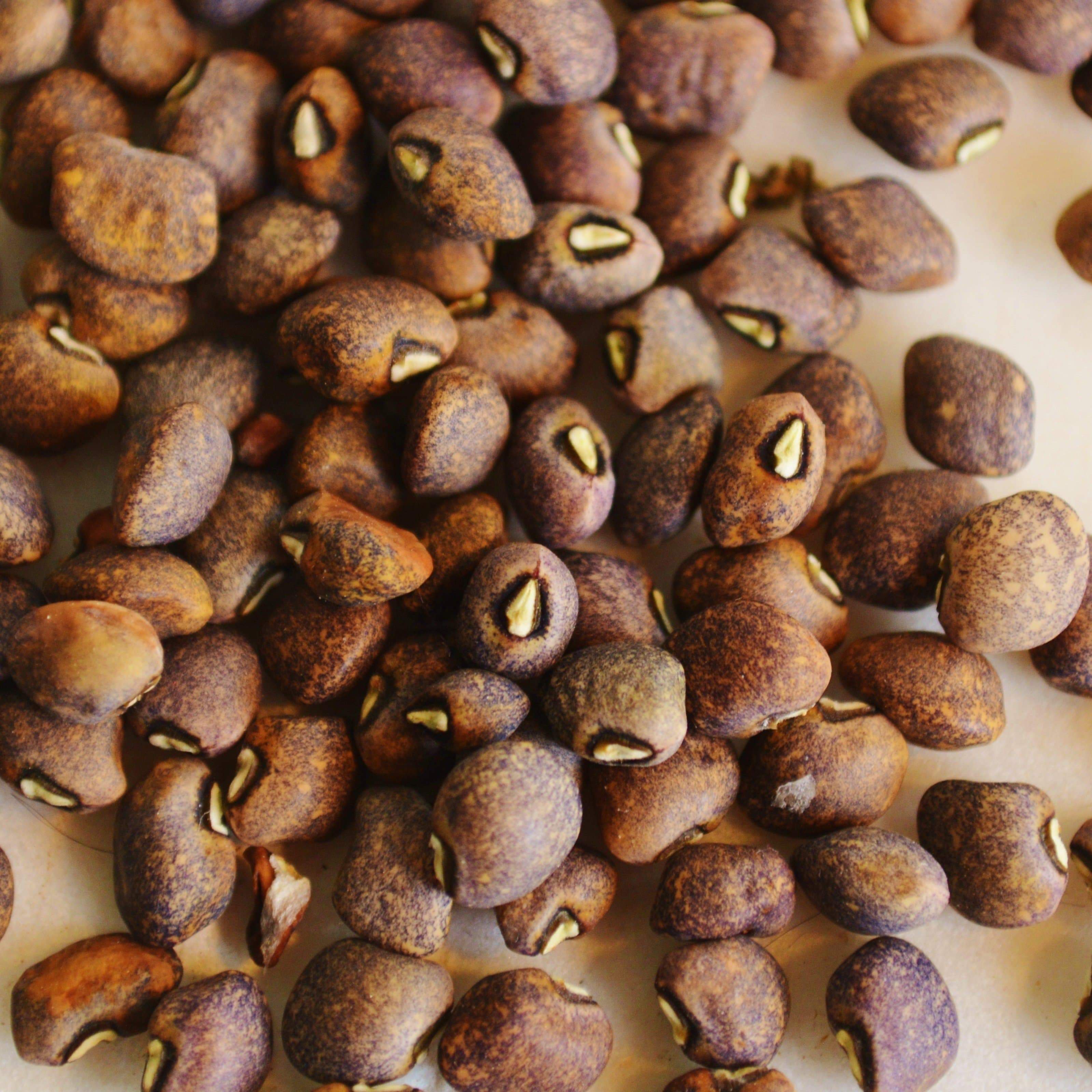 Guarijio Muni Cafe Cowpea Seeds
