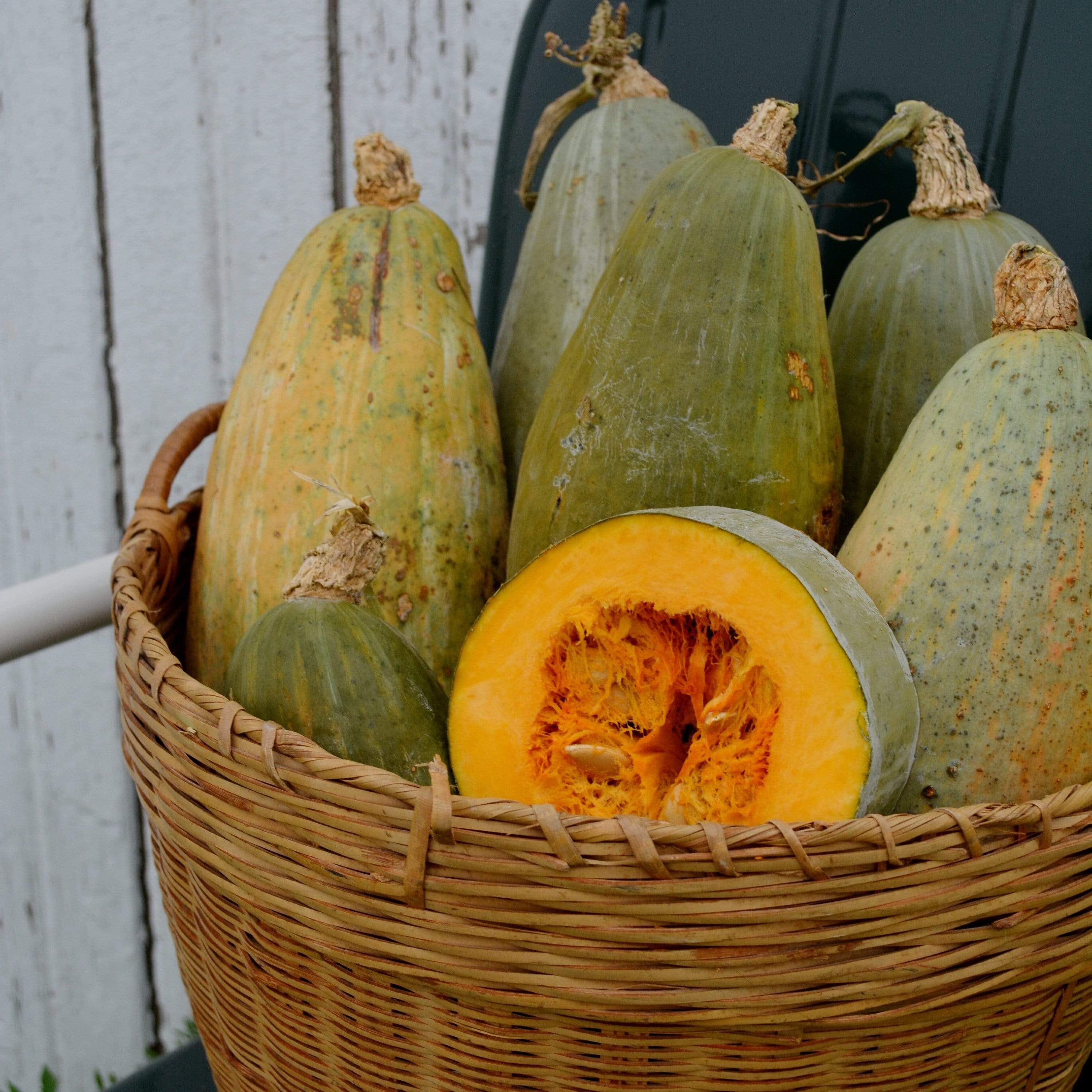 Guatemalan Blue Banana Squash in basket with seeds