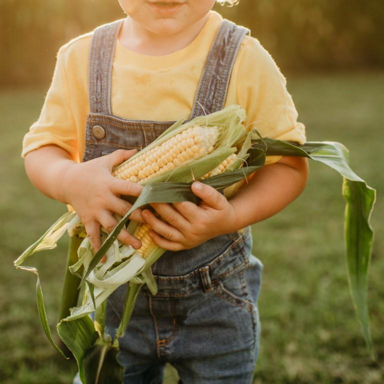 Gummy Corn Sweet Corn