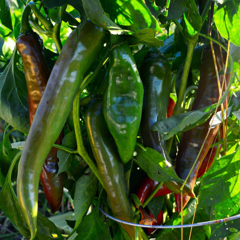 planting green chilli seeds Hatch Green Chile Seeds