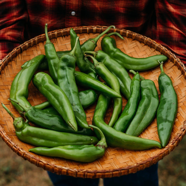 green chilli plant seeds Hatch Green Chile Seeds