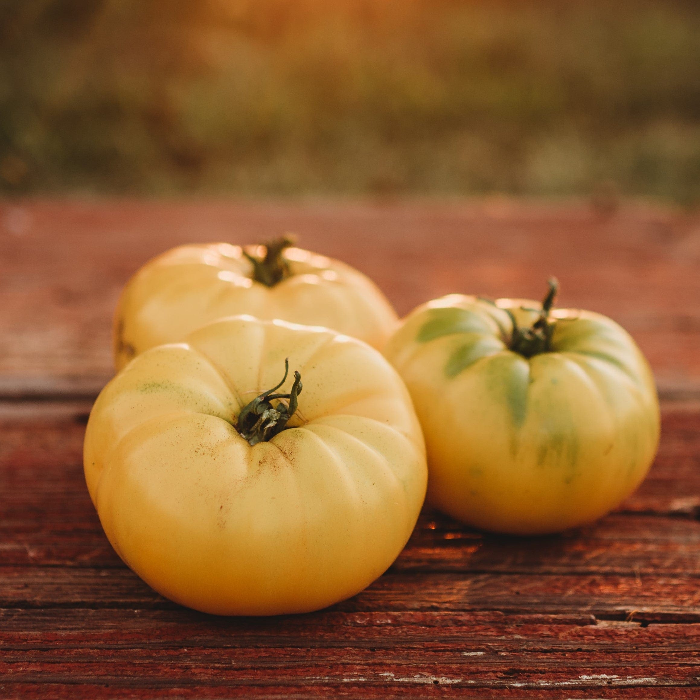 Hensley Settlement Heirloom Yellow Tomato Seeds