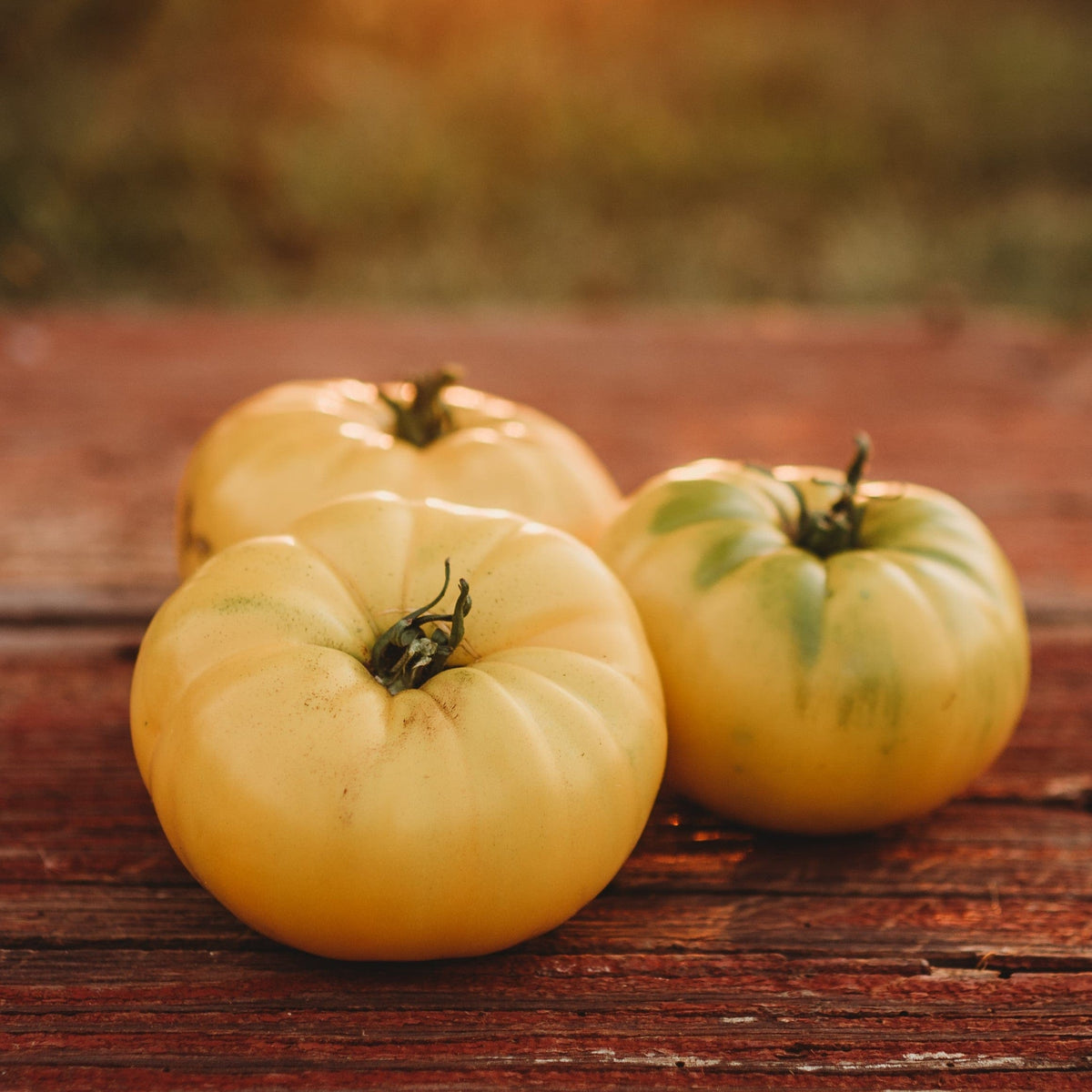 Hensley Settlement Heirloom Yellow Tomato