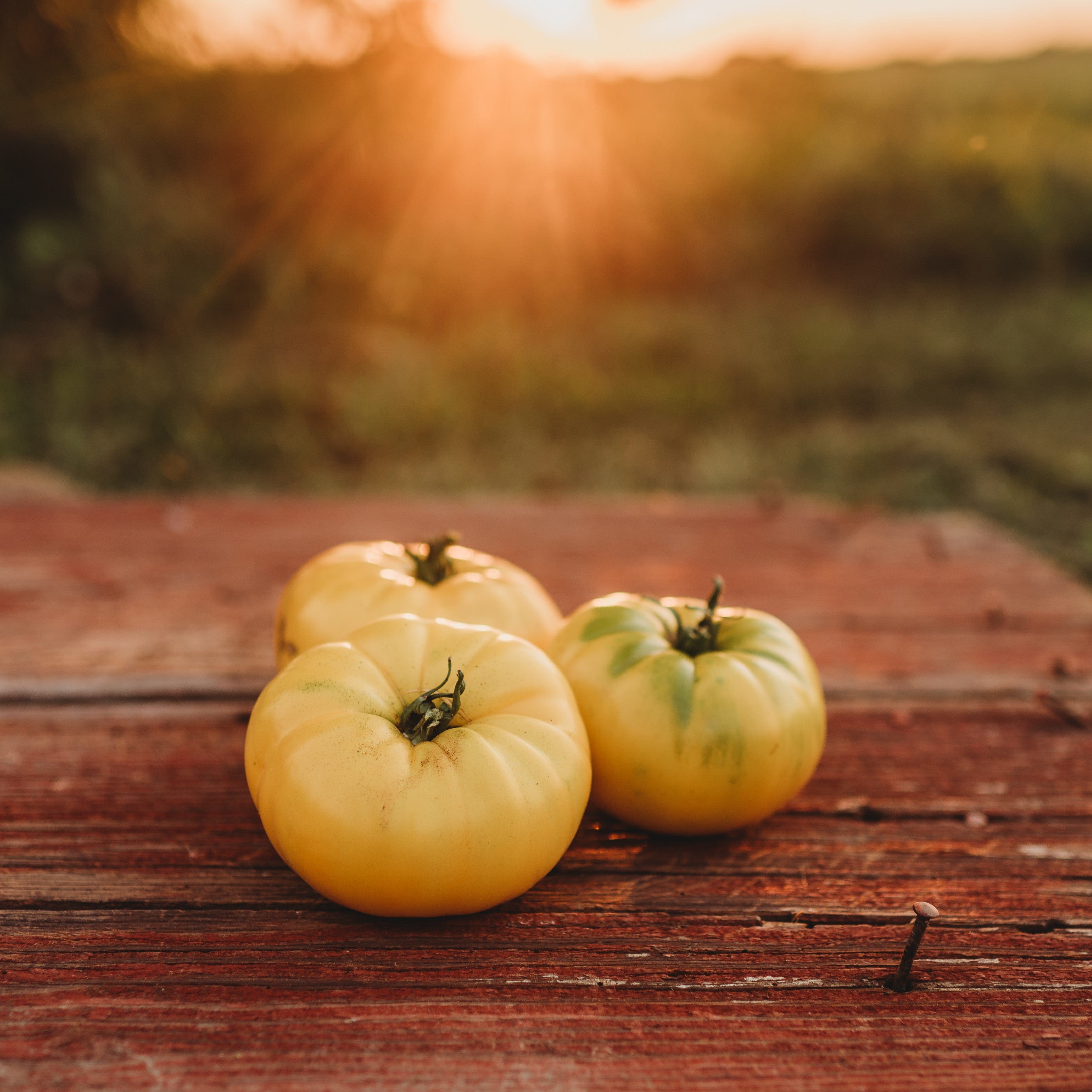 Hensley Settlement Heirloom Yellow Tomato Seeds