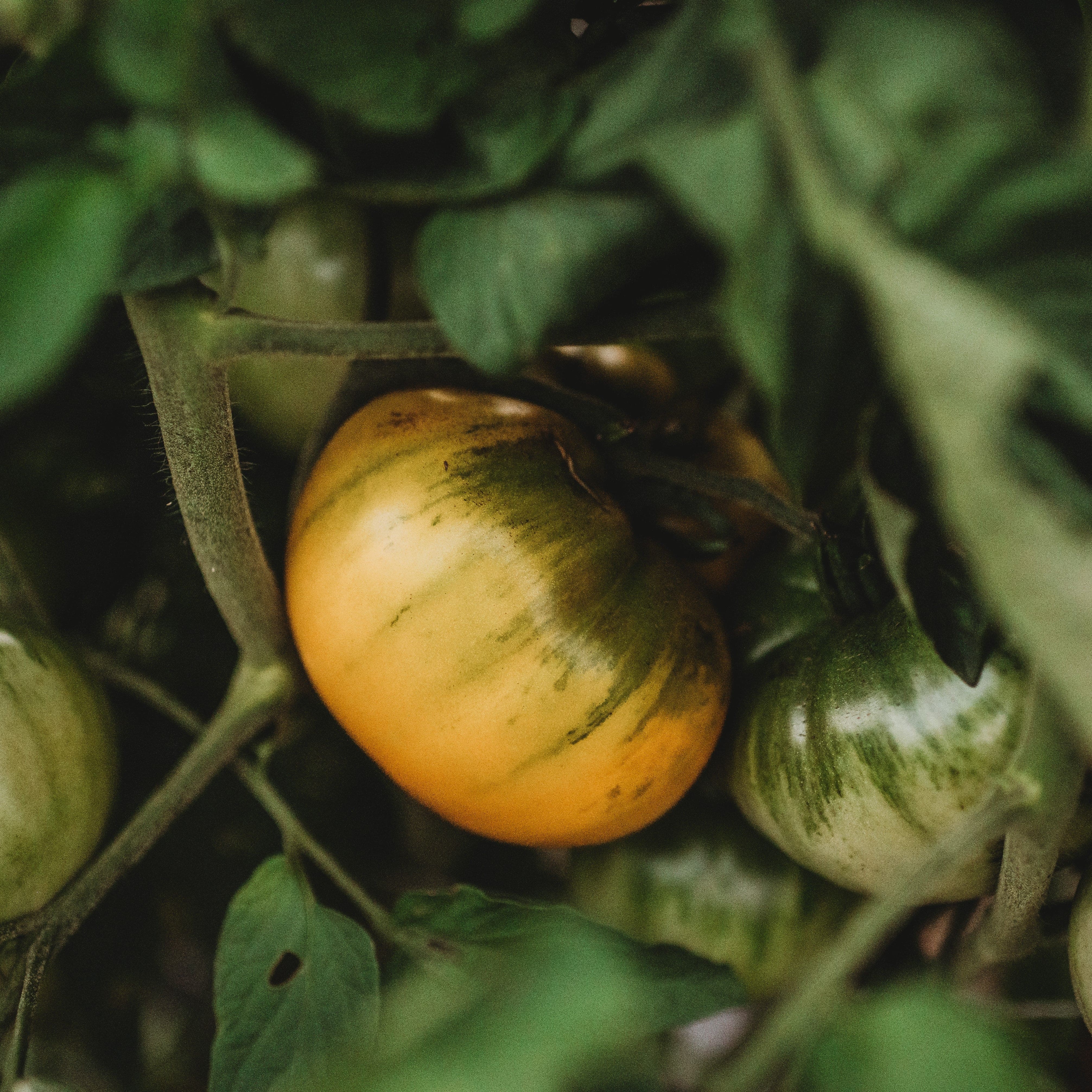 Hensley Settlement Heirloom Yellow Tomato Seeds