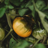 Hensley Settlement Heirloom Yellow Tomato