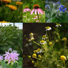 seeds for tea garden Herbal Tea Garden Collection