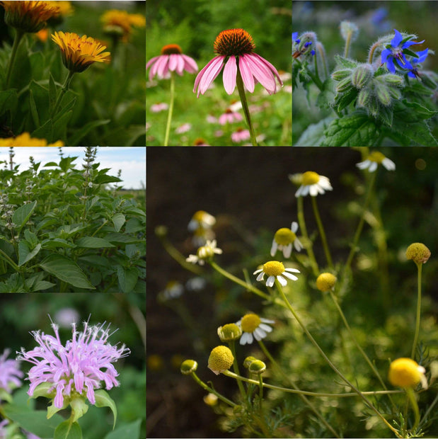 Herbal Tea Garden Collection Seeds