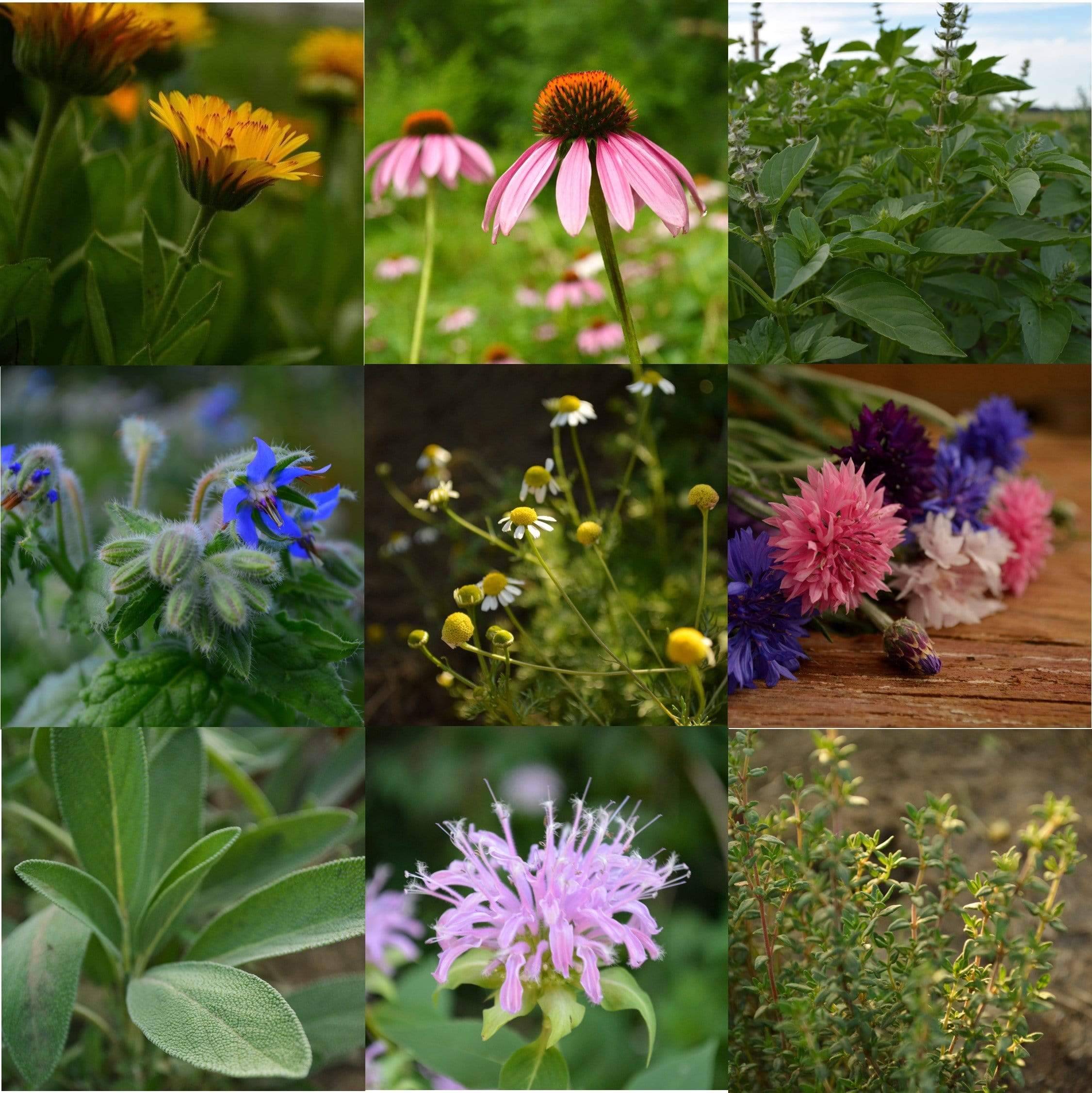 Herbal Tea Garden Collection Seeds