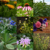 Herbal Tea Garden Collection Seeds