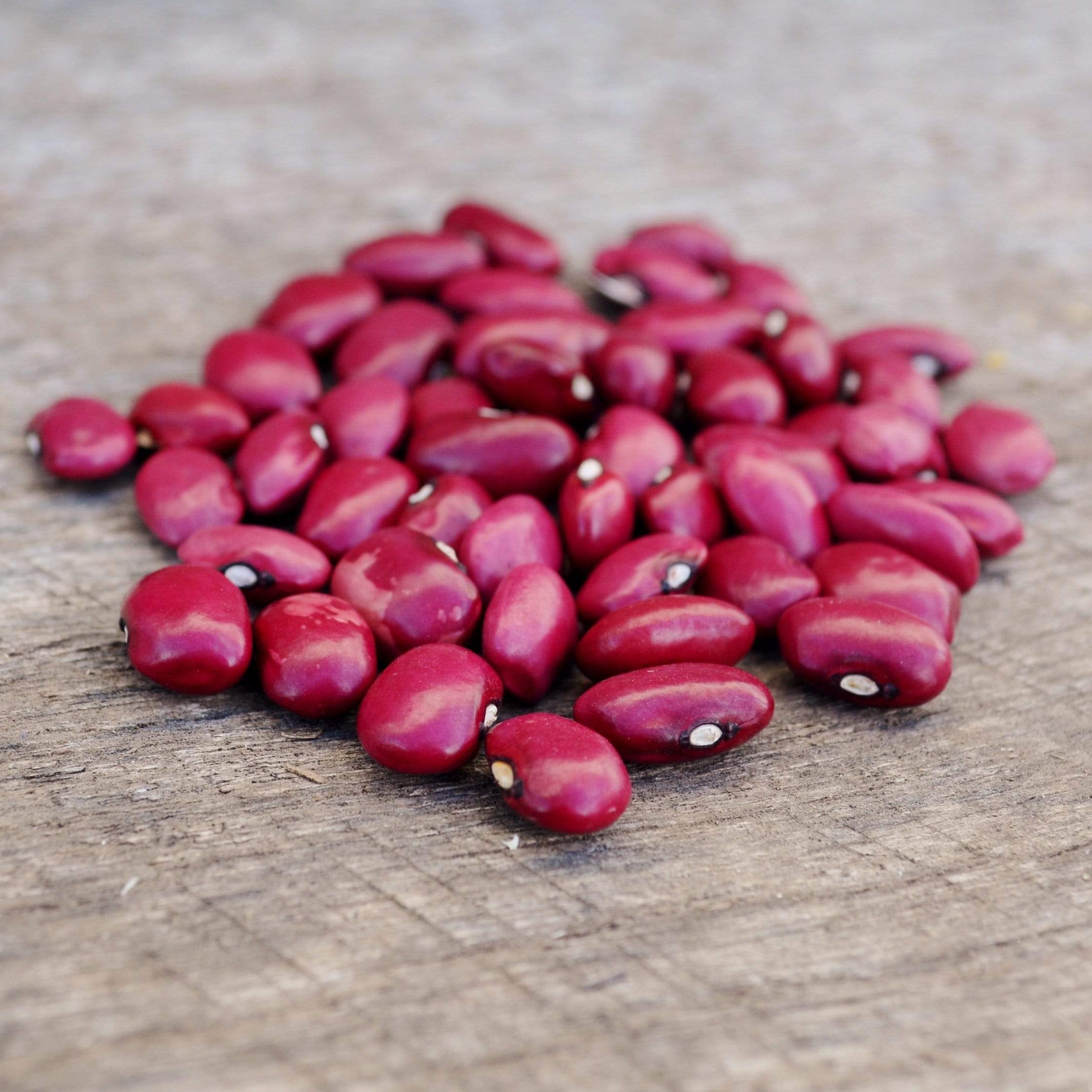 Hidatsa Red Shelling Bean - Thresh Seed Co.