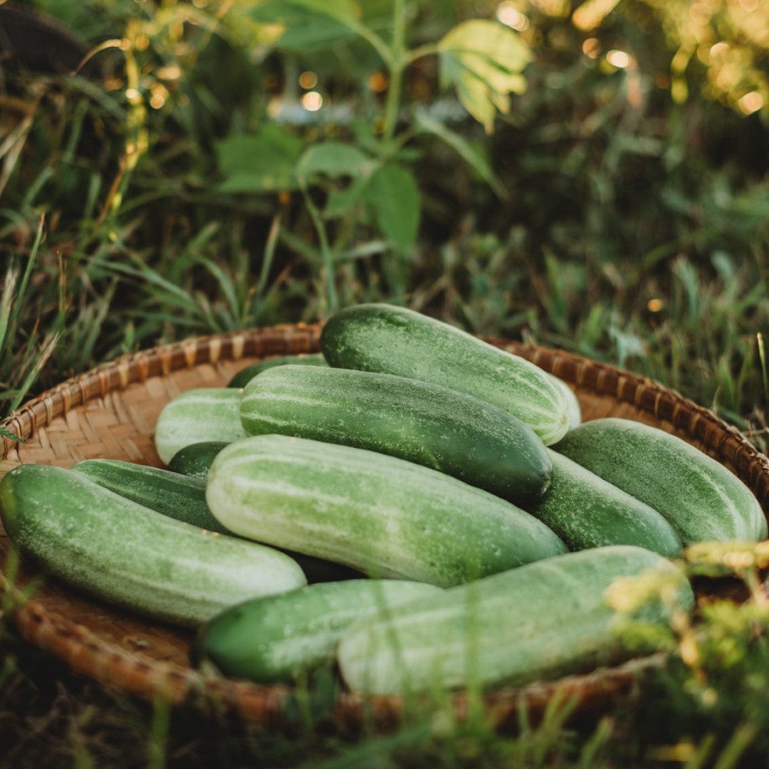 Homemade Pickles Cucumber Seeds