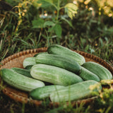 Homemade Pickles Cucumber Seeds