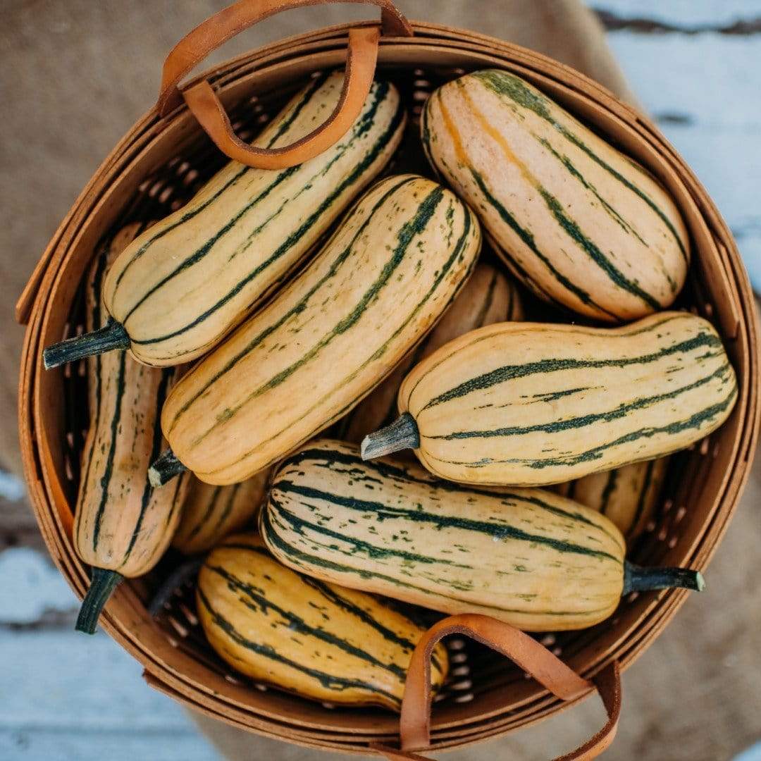 Honeyboat Delicata Winter Squash