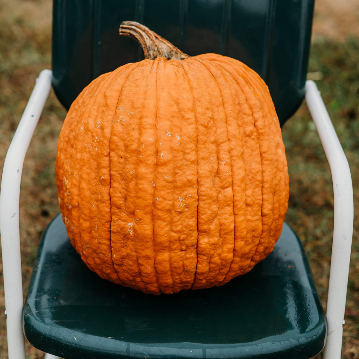 Howden Pumpkin