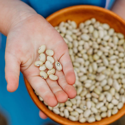 Hutterite Soup Bean Seeds