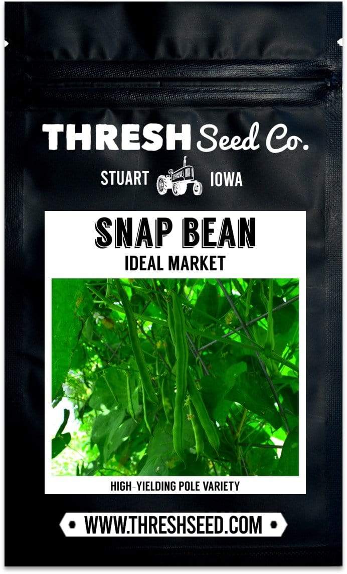 Ideal Market (Black Creaseback) Pole Bean