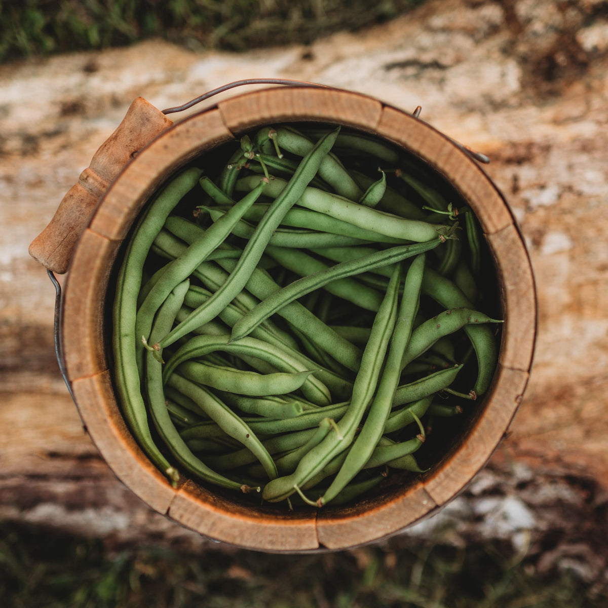 Ideal Market (Black Creaseback) Pole Bean