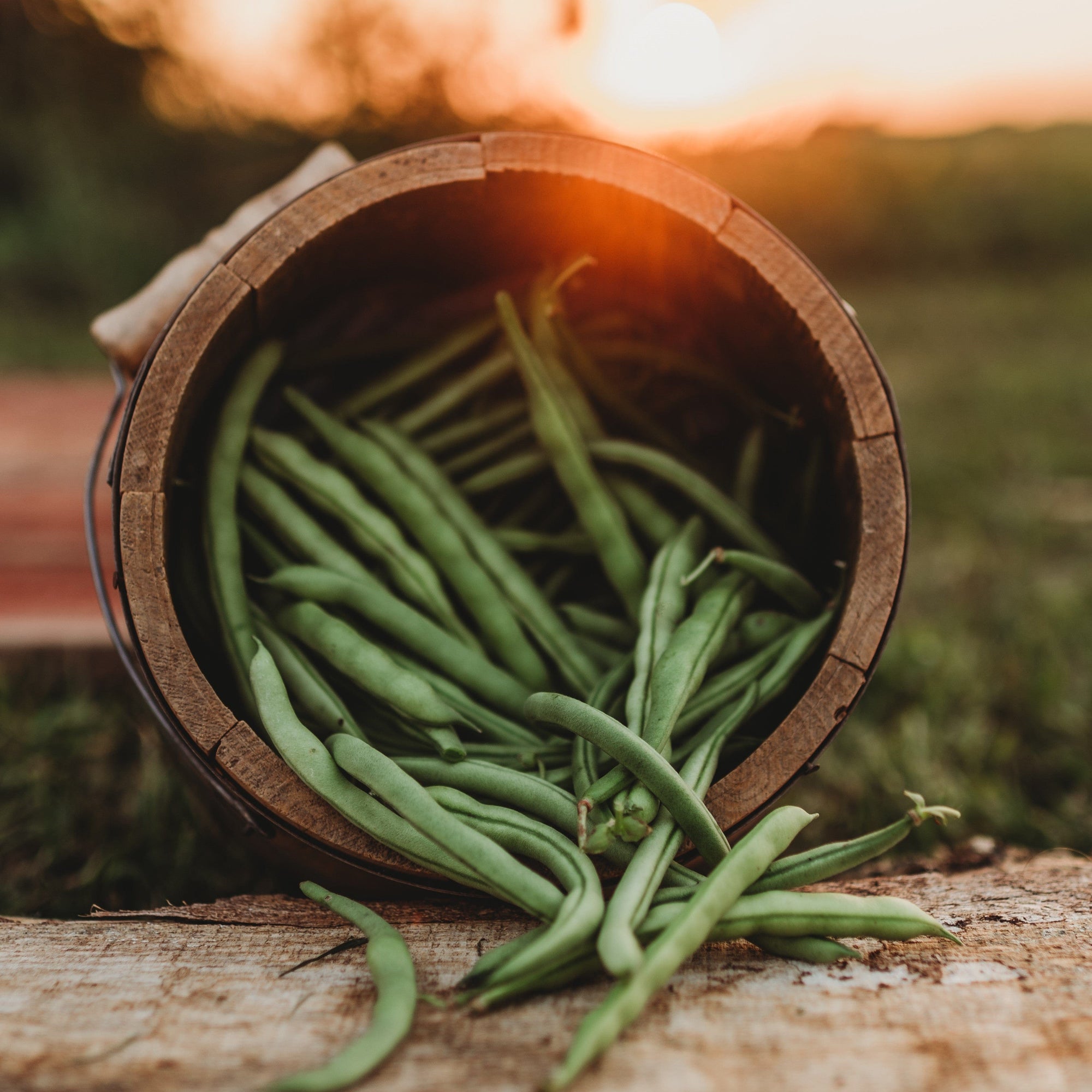 Ideal Market (Black Creaseback) Pole Bean