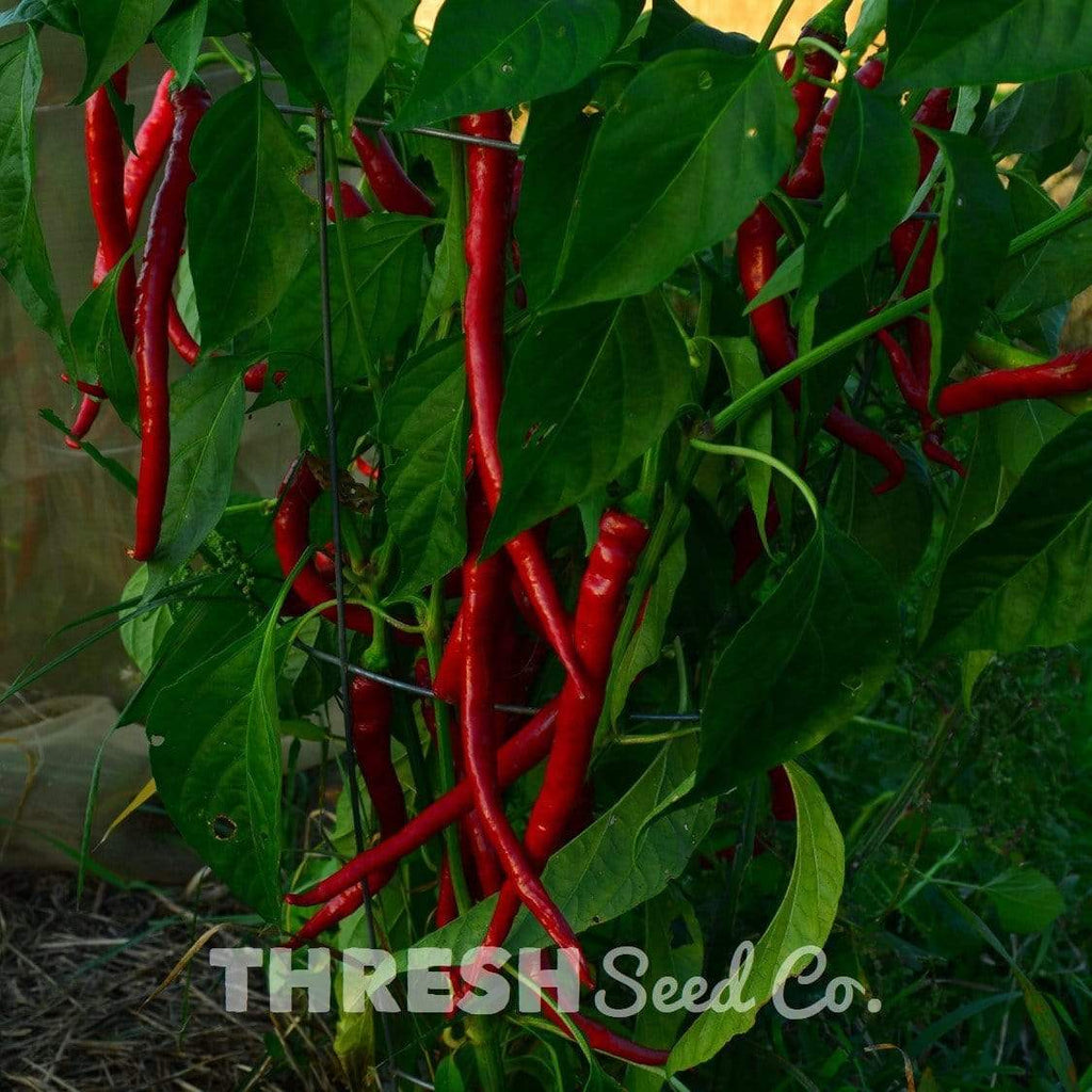 Ilica Chile Pepper Seeds