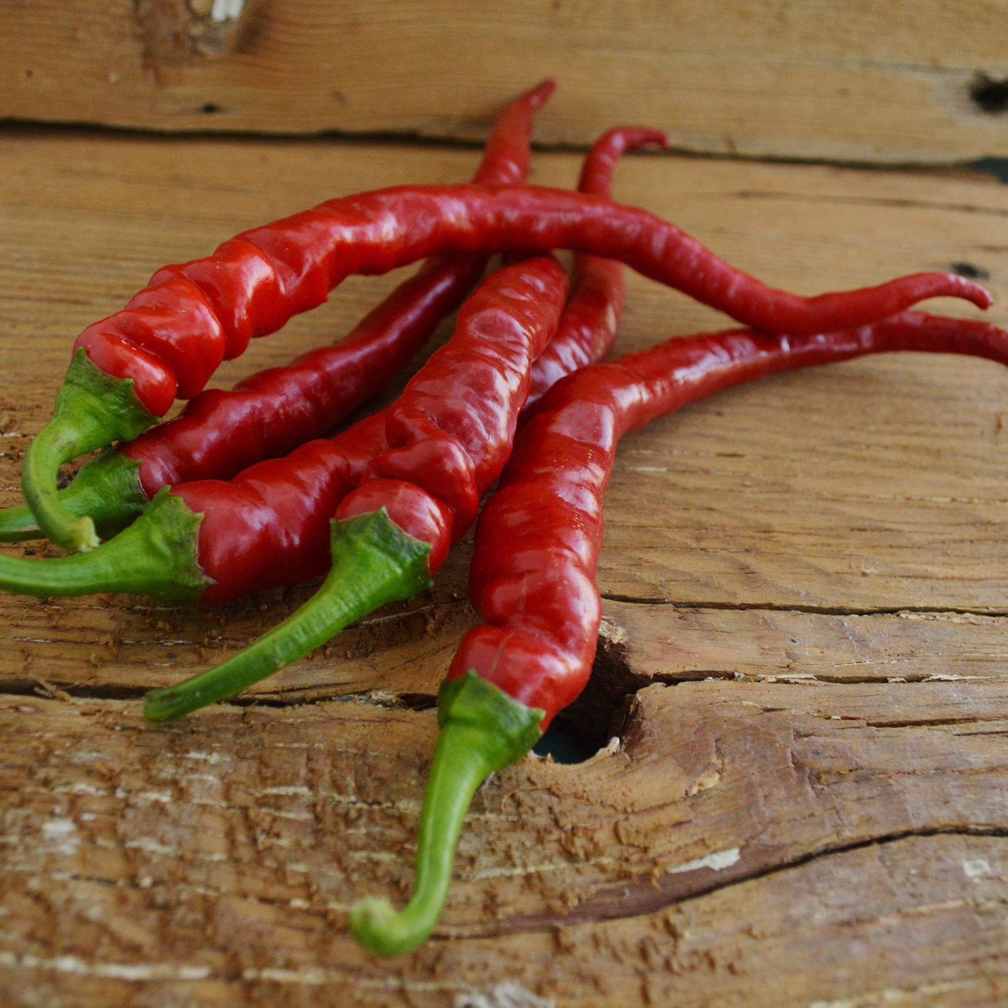 Ilica Chile Pepper
