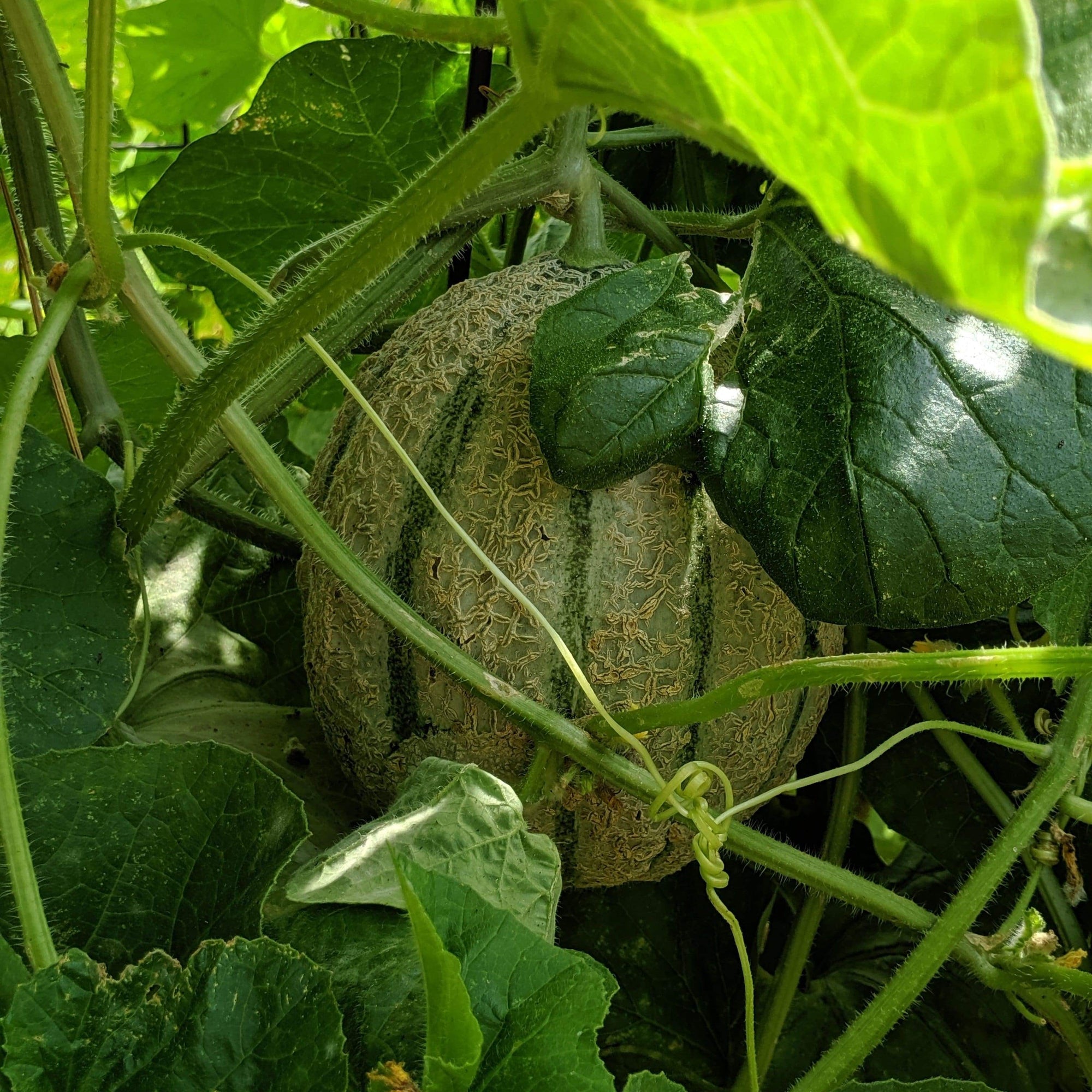 planting muskmelon seeds Iroquois Melon