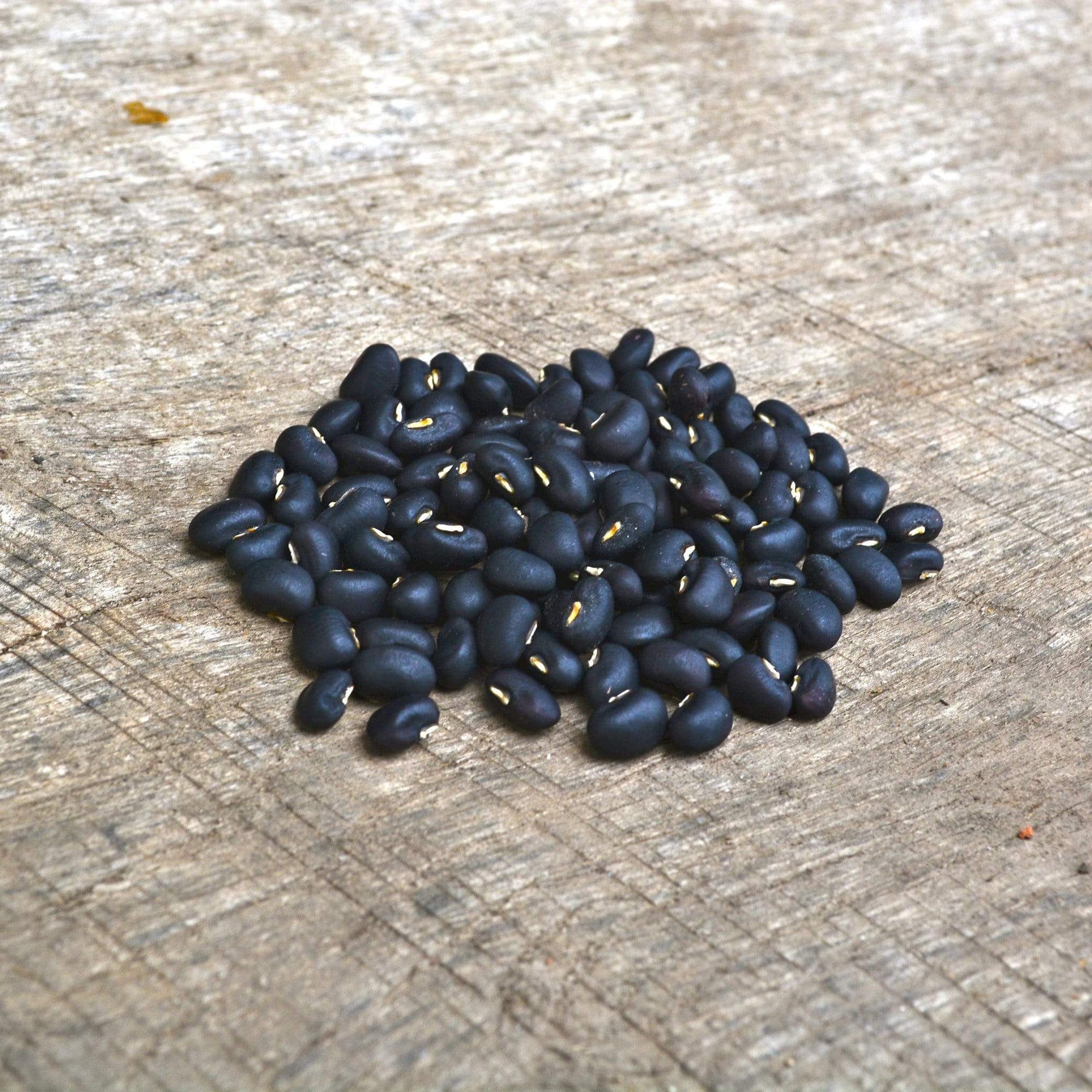 cowpea plant seeds Italian Black Cowpea