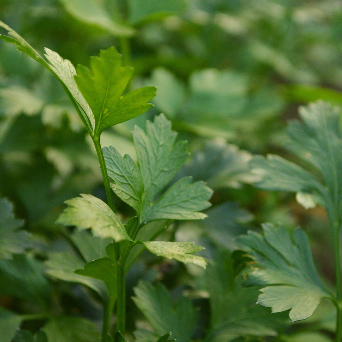 Italian Flat Leaf Parsley