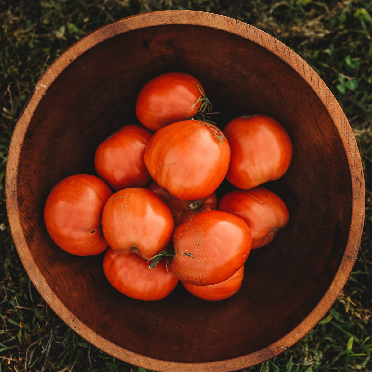 Italian Heirloom Tomato