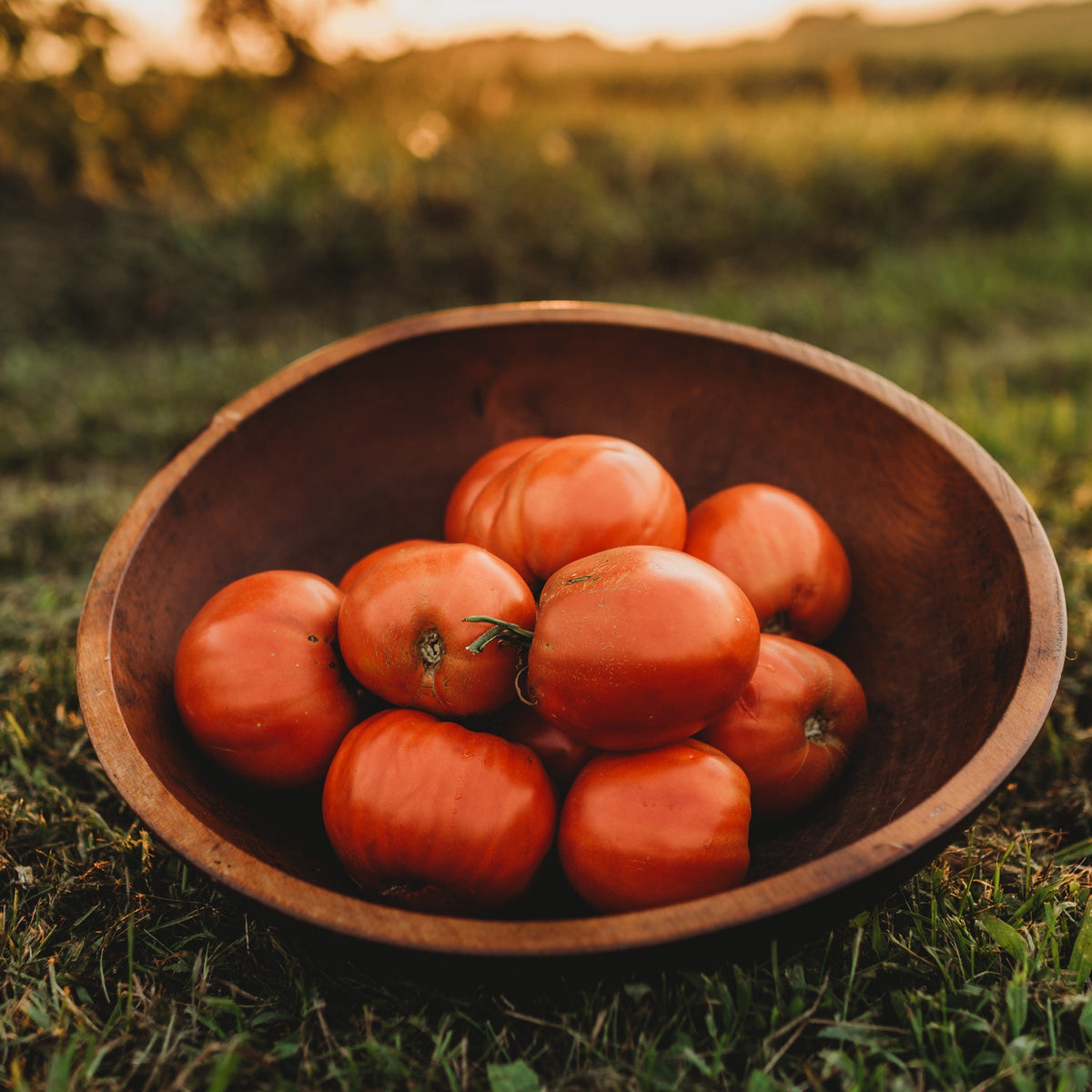 Italian Heirloom Tomato