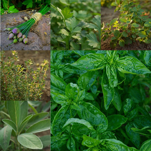 Italian Herb Collection Seeds