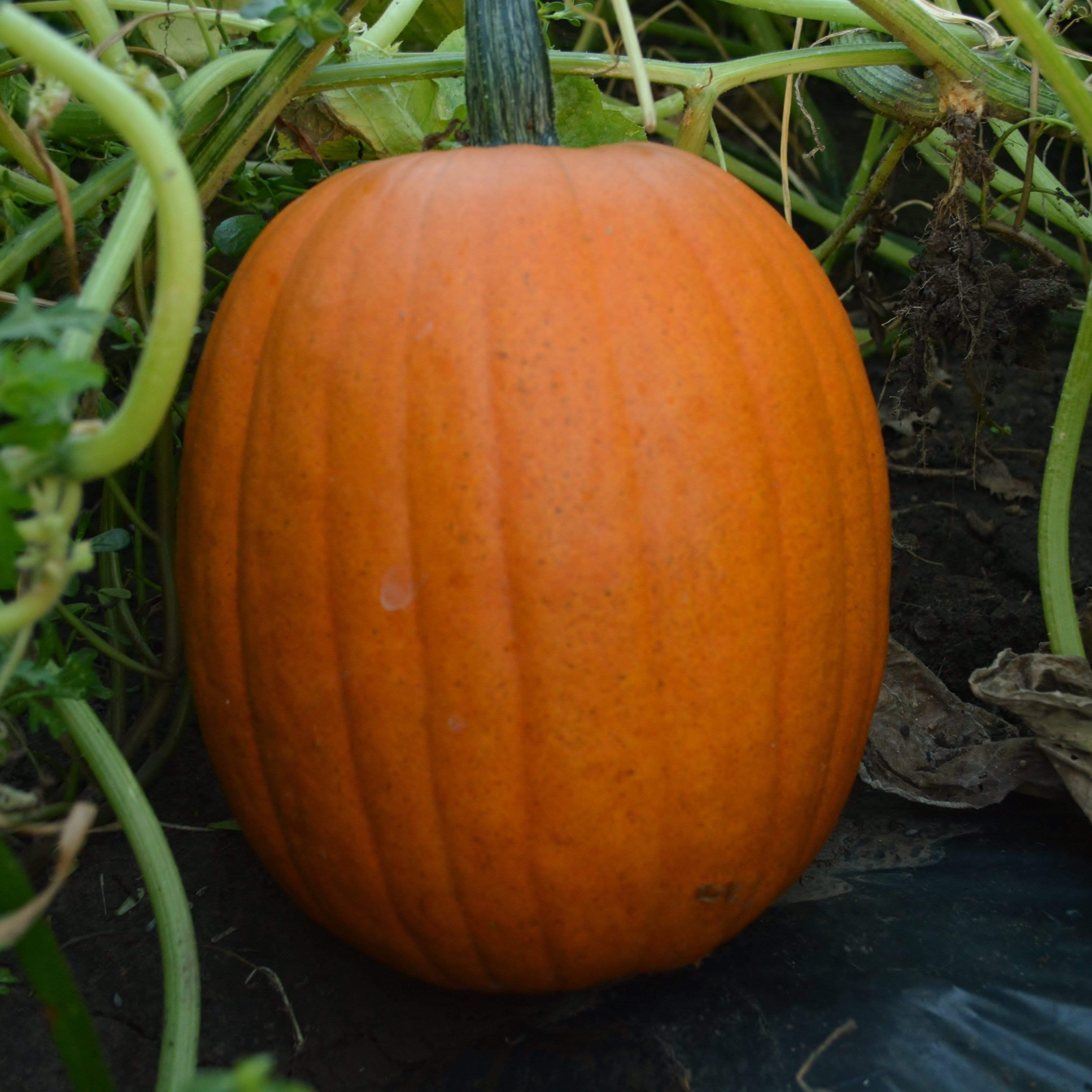 Jack-O-Lantern Pumpkin growing at home