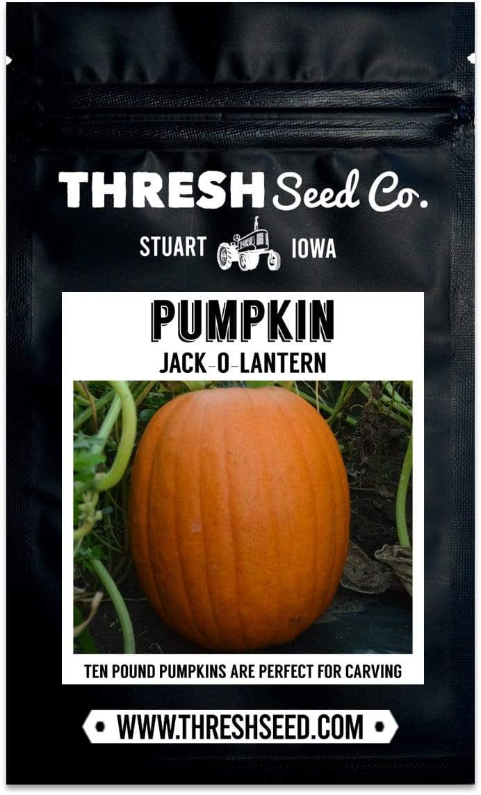 Jack-O-Lantern Pumpkin