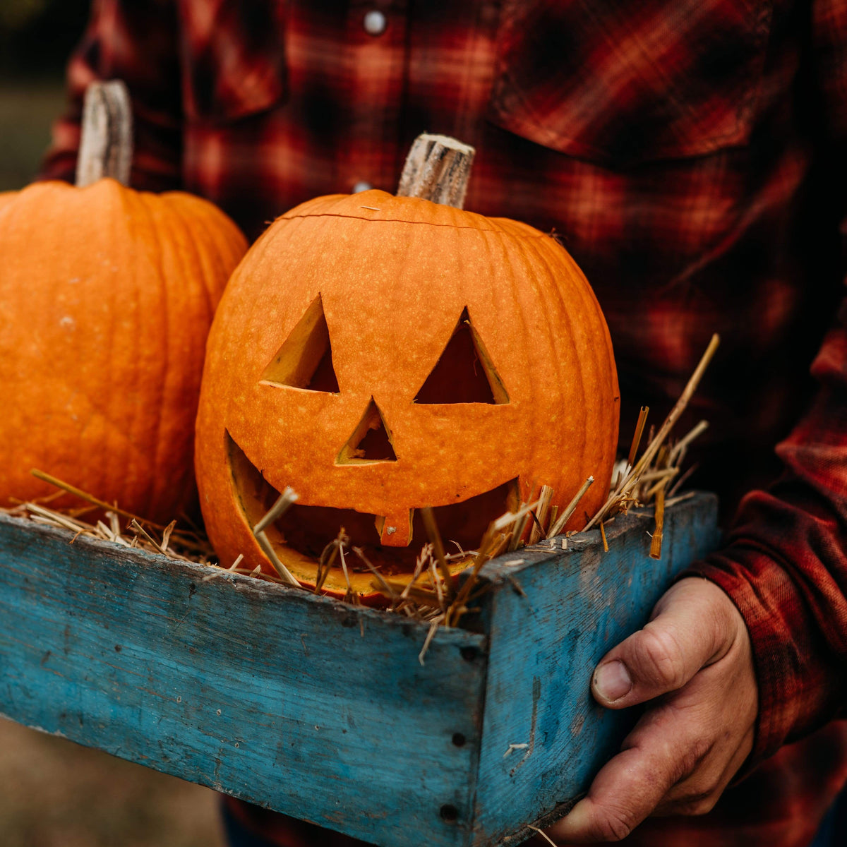 Jack-O-Lantern Pumpkin