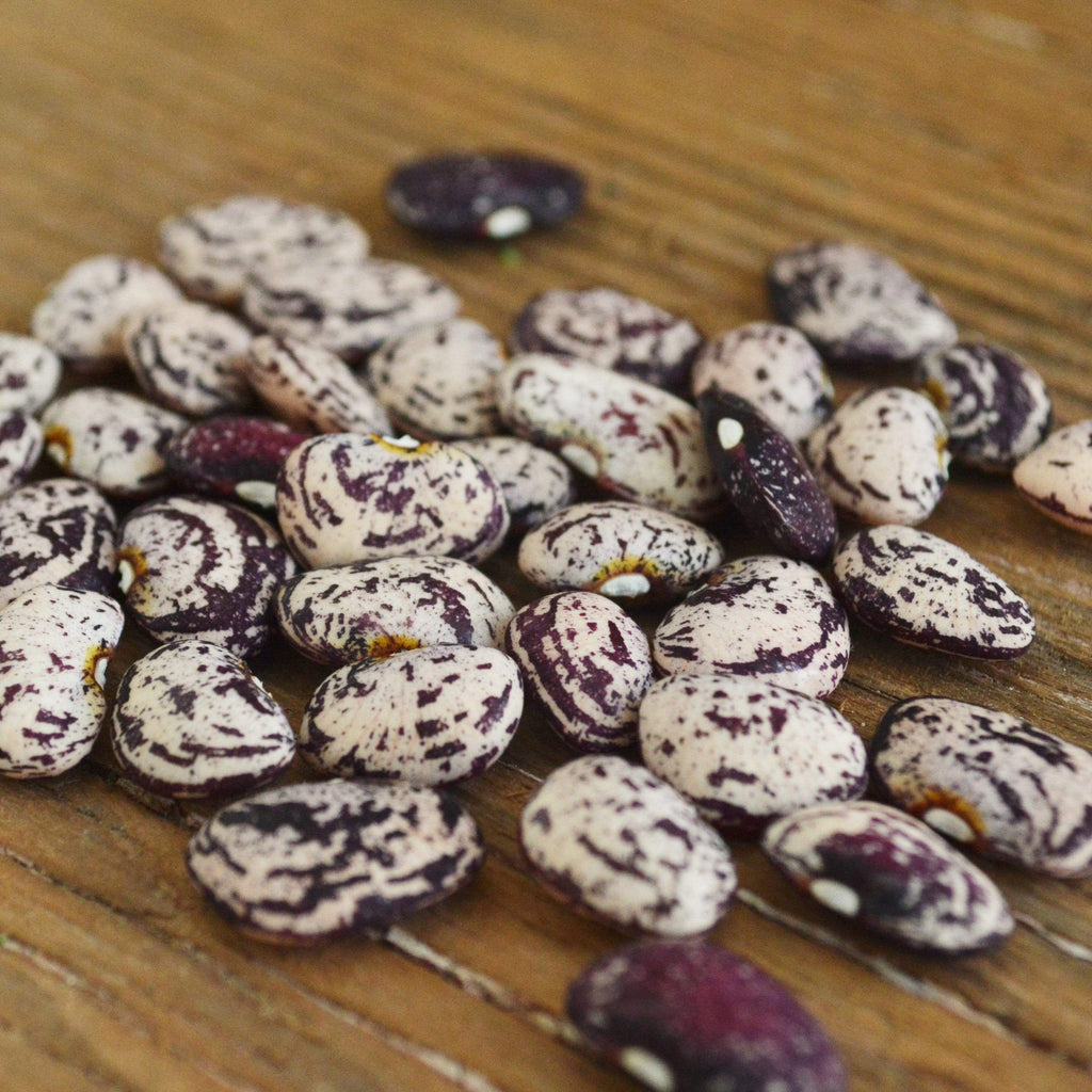 Jackson Wonder Bush Lima Seeds