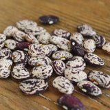 Jackson Wonder Bush Lima Seeds