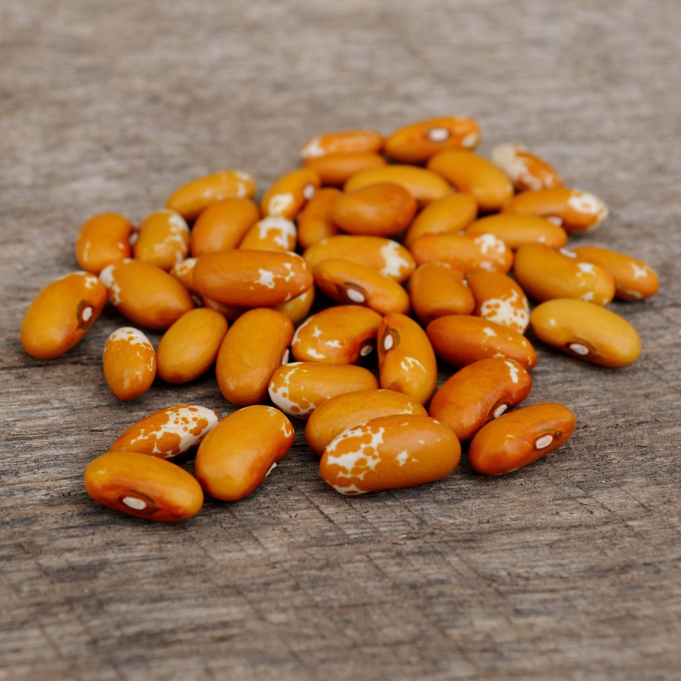 Jacob's Cattle Gold Shelling Bean Seeds