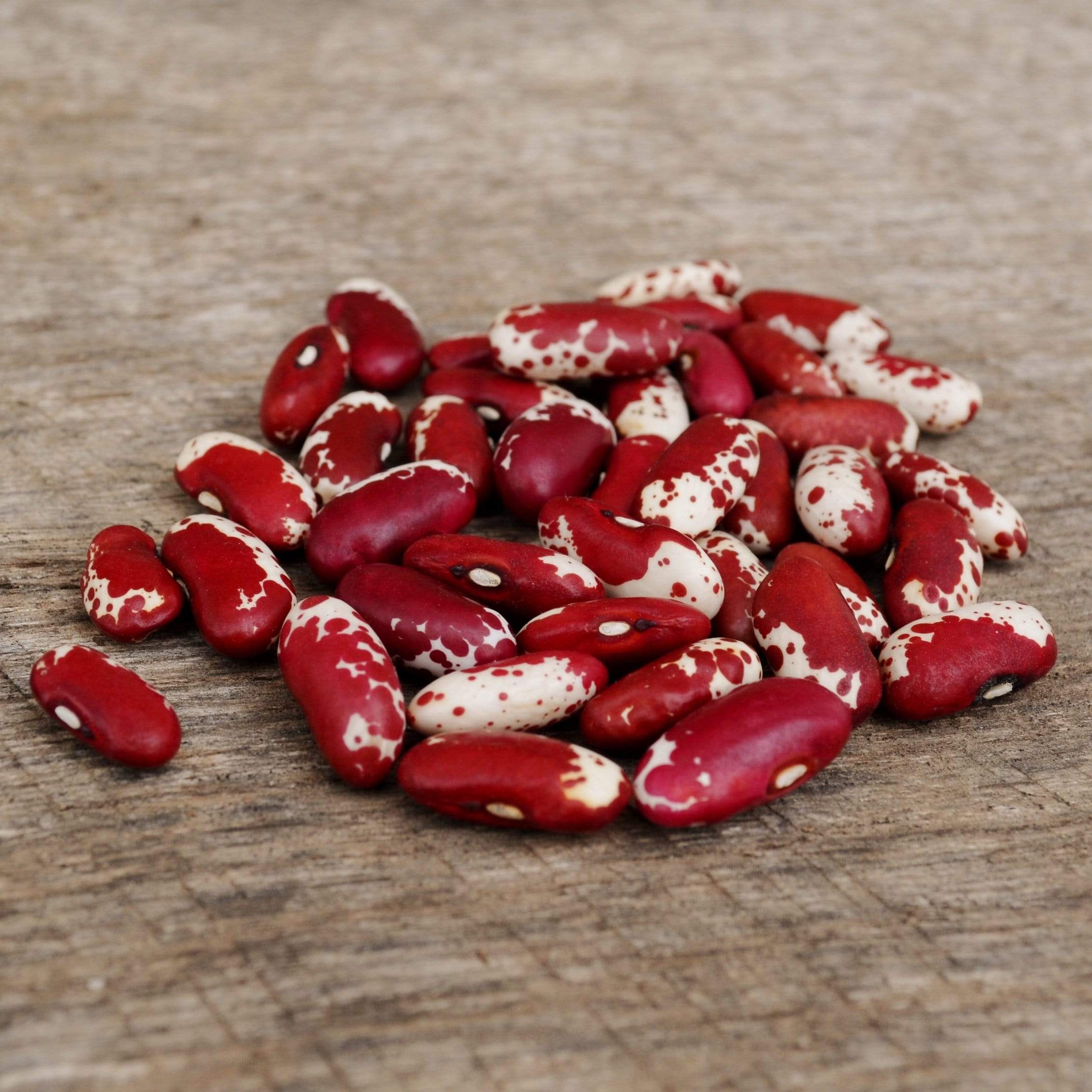 Jacob's Cattle Shelling Beans