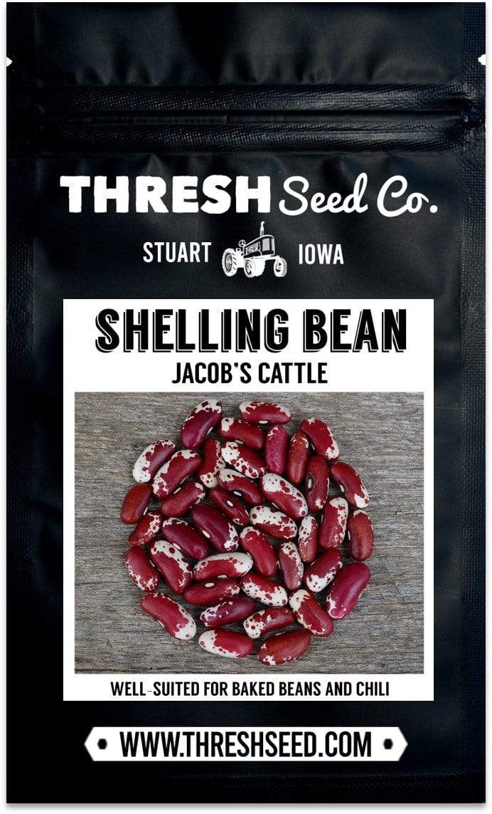 Jacob&#39;s Cattle Shelling Bean