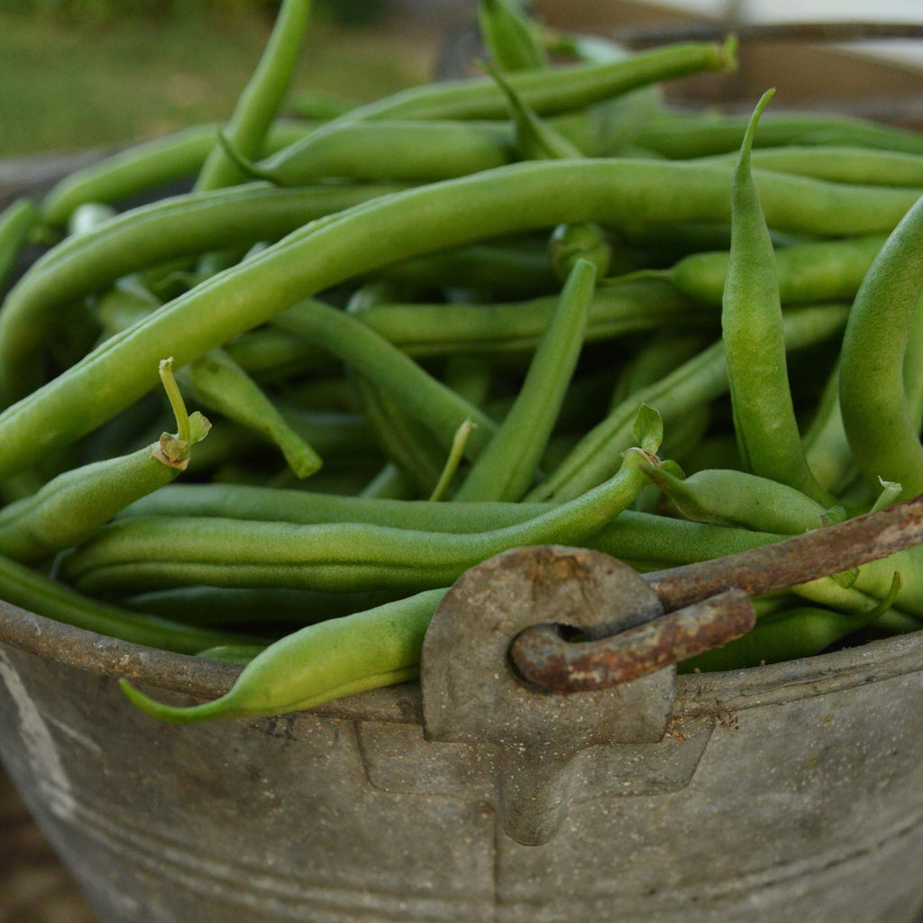 Jade Bush Snap Bean Seeds