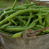 Jade Bush Snap Bean Seeds