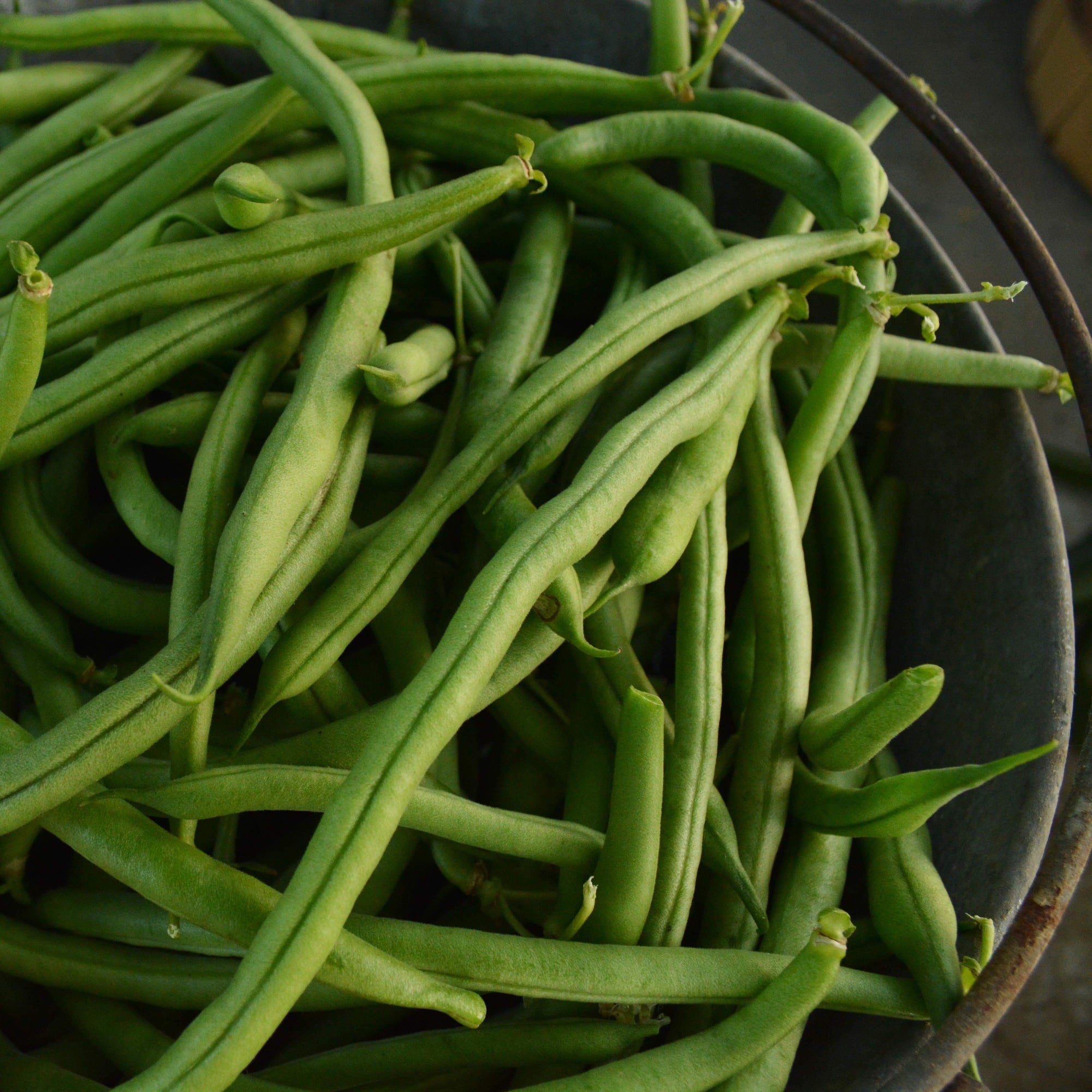 jade beans plant Jade Green Bean