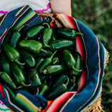 Jalapeno Traveler Chile Pepper Seeds