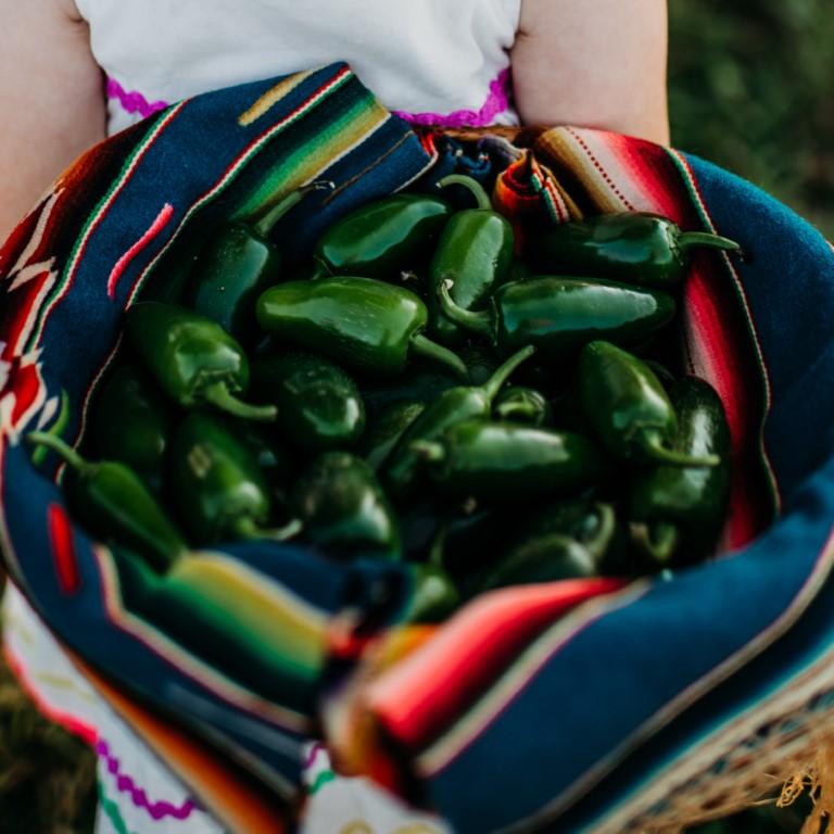 Jalapeno (Traveler) Chile Pepper